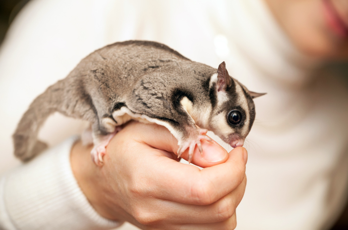 Sugar Glider Lucu, Tapi Gampang Stres! Rawat dengan Cara Ini