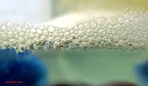 Jenis Pakan Alternatif Burayak Cupang yang Mudah Didapat