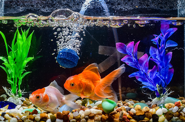 Si Kecil yang Menenangkan: 7 Manfaat Memelihara Ikan untuk Kesehatan Mental dan Rumah Tangga